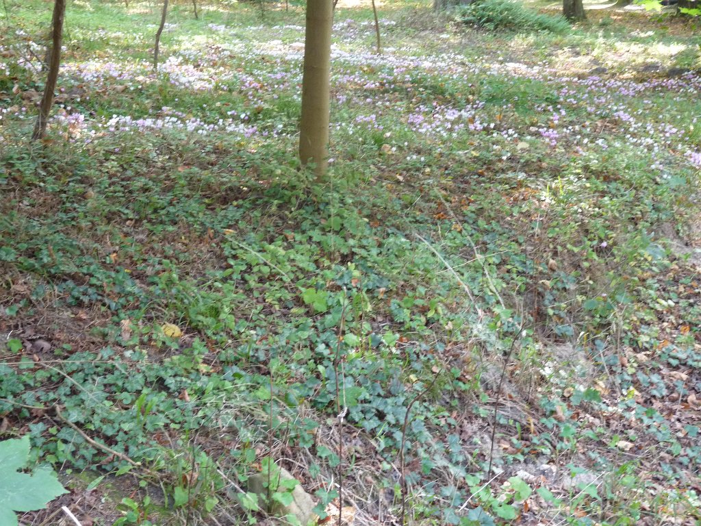 2014-09-14 Château de la Madeleine-0024.JPG